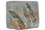 Carboniferous Fossil Fern (Lescuropteris) Plate - France #378046-1